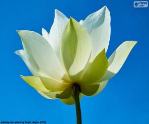 Puzzle Λευκό λουλούδι λωτού